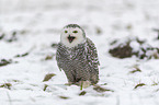 Snowy owl in the winter