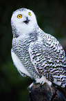 Arctic Owl