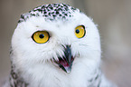Arctic Owl