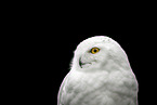 Arctic owl in the studio