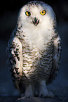 Arctic owl