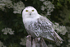 snowy owl