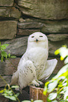Snowy owl