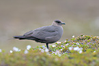 Arctic skua