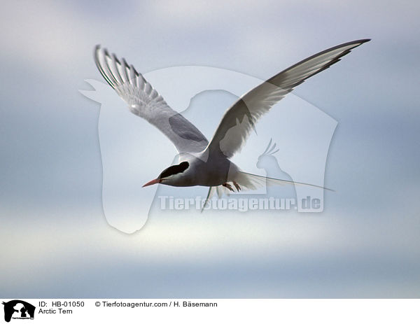 Kstenseeschwalbe / Arctic Tern / HB-01050