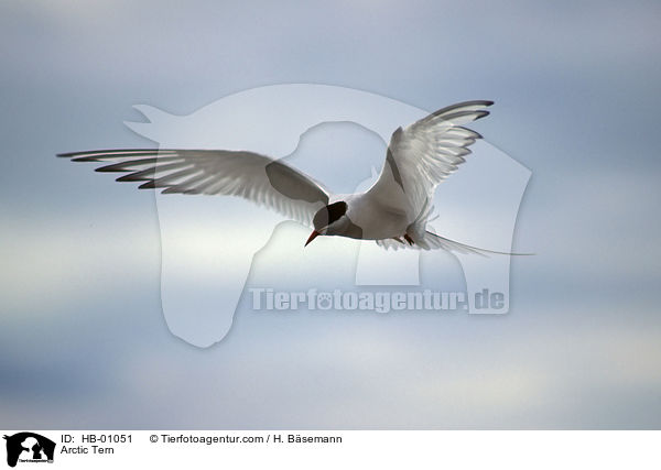 Kstenseeschwalbe / Arctic Tern / HB-01051