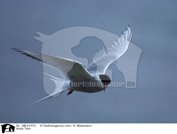 Kstenseeschwalbe / Arctic Tern / HB-01073