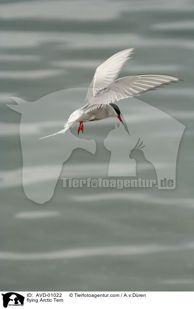 fliegende Kstenseeschwalbe / flying Arctic Tern / AVD-01022