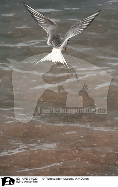 fliegende Kstenseeschwalbe / flying Arctic Tern / AVD-01023