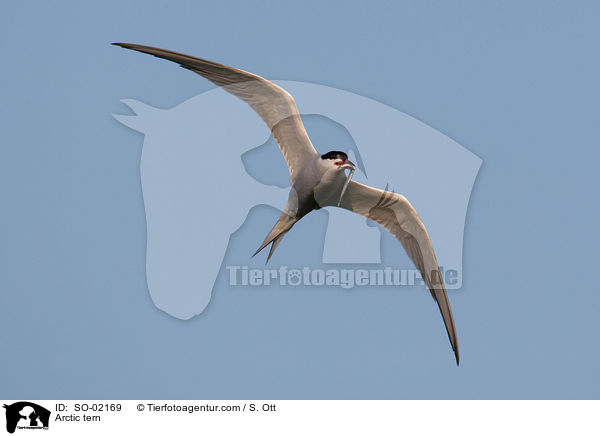 Kstenseeschwalbe / Arctic tern / SO-02169