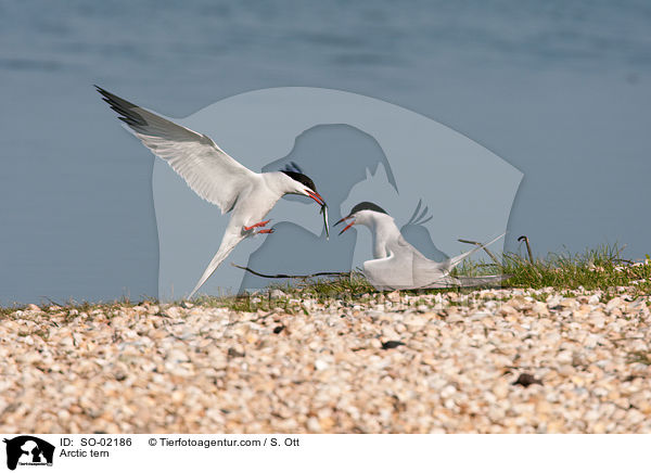 Kstenseeschwalbe / Arctic tern / SO-02186