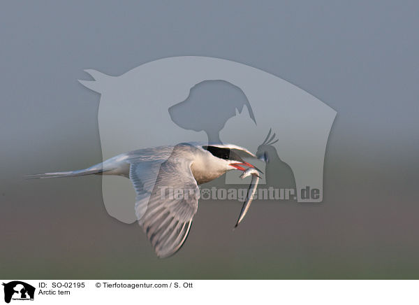 Kstenseeschwalbe / Arctic tern / SO-02195
