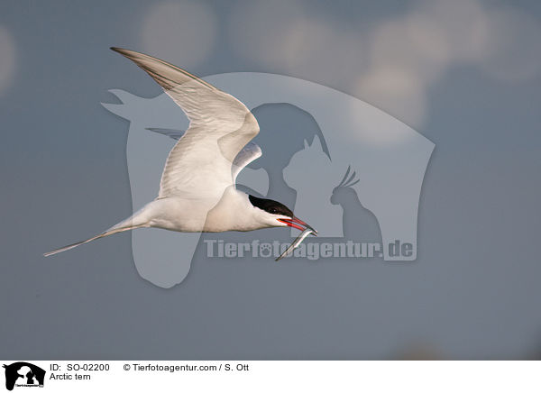 Kstenseeschwalbe / Arctic tern / SO-02200