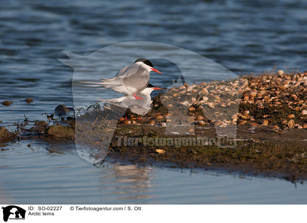 Kstenseeschwalben / Arctic terns / SO-02227