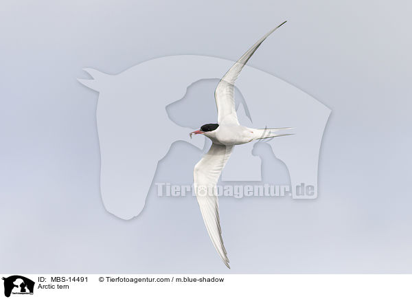 Kstenseeschwalbe / Arctic tern / MBS-14491