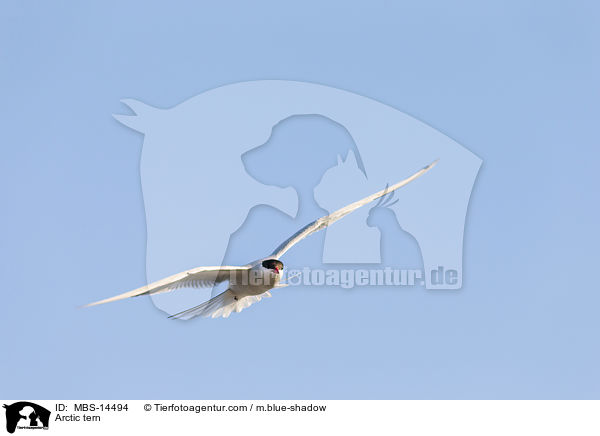 Kstenseeschwalbe / Arctic tern / MBS-14494