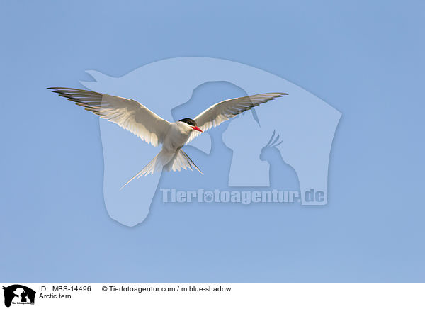 Kstenseeschwalbe / Arctic tern / MBS-14496