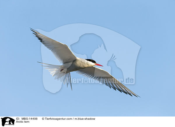 Kstenseeschwalbe / Arctic tern / MBS-14498