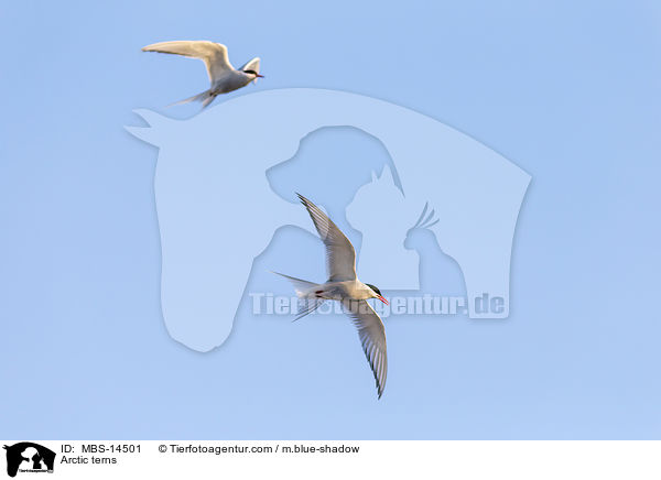 Kstenseeschwalben / Arctic terns / MBS-14501