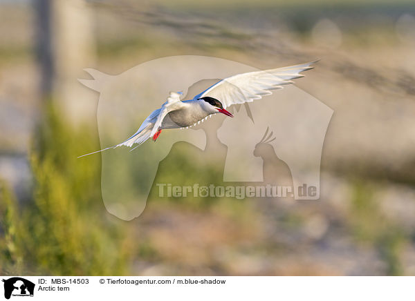 Arctic tern / MBS-14503
