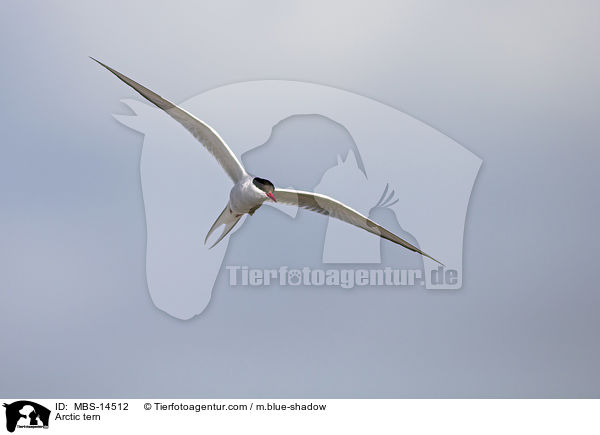 Kstenseeschwalbe / Arctic tern / MBS-14512