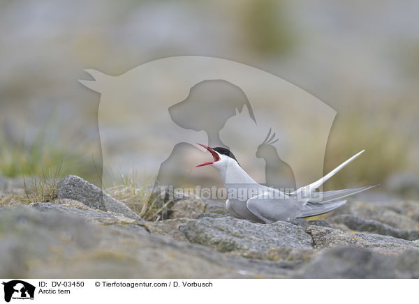 Kstenseeschwalbe / Arctic tern / DV-03450