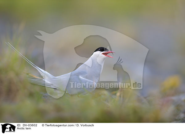 Kstenseeschwalbe / Arctic tern / DV-03602