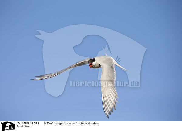 Kstenseeschwalbe / Arctic tern / MBS-18548