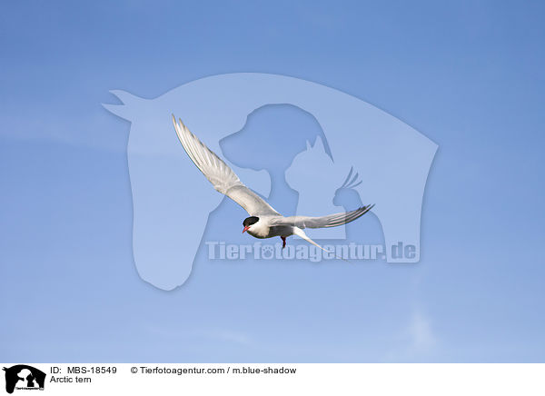 Arctic tern / MBS-18549
