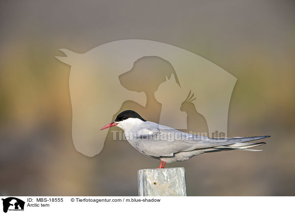 Kstenseeschwalbe / Arctic tern / MBS-18555