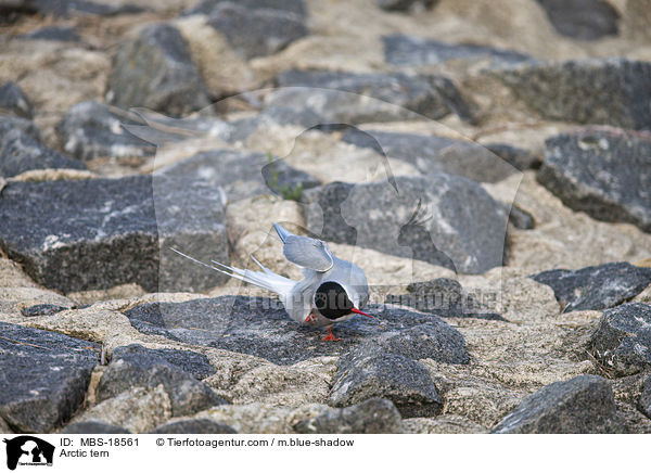 Arctic tern / MBS-18561