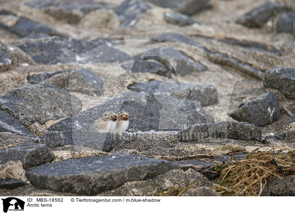 Arctic terns / MBS-18562