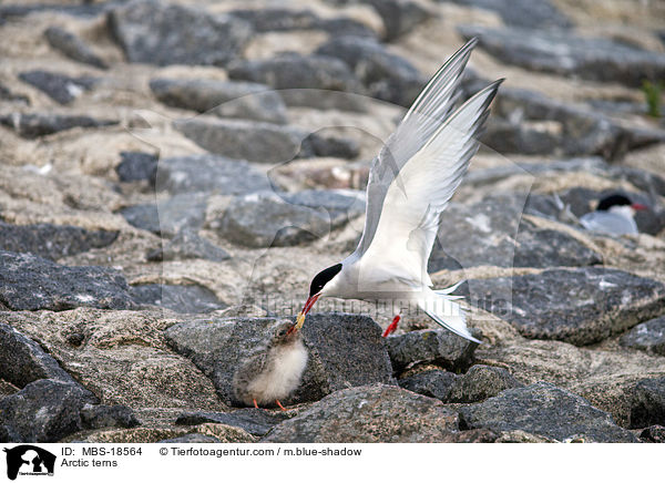 Kstenseeschwalben / Arctic terns / MBS-18564