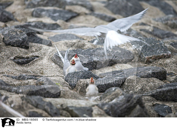 Kstenseeschwalben / Arctic terns / MBS-18565