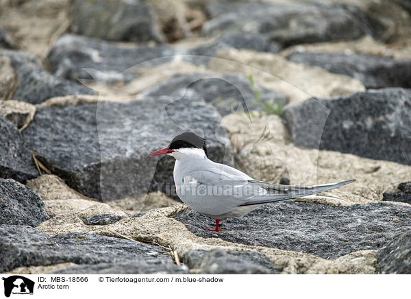 Kstenseeschwalbe / Arctic tern / MBS-18566