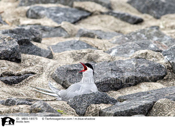 Kstenseeschwalbe / Arctic tern / MBS-18575
