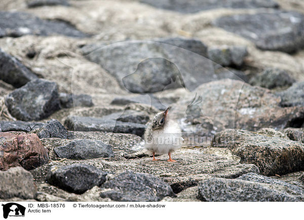 Kstenseeschwalbe / Arctic tern / MBS-18576