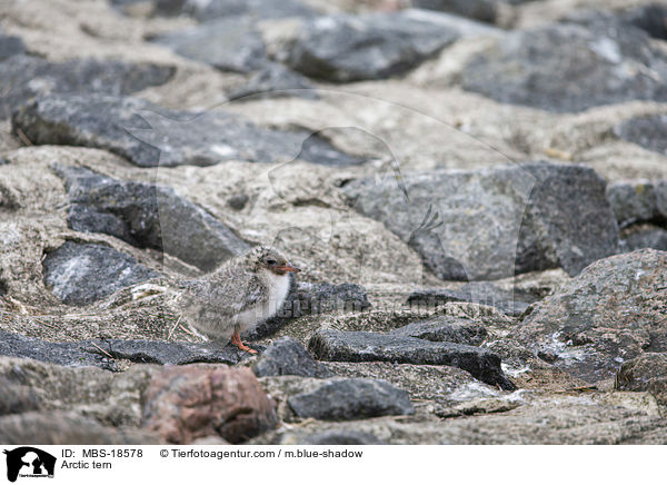 Kstenseeschwalbe / Arctic tern / MBS-18578
