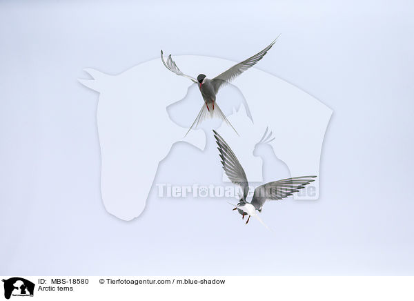 Kstenseeschwalben / Arctic terns / MBS-18580