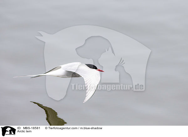 Kstenseeschwalbe / Arctic tern / MBS-18581