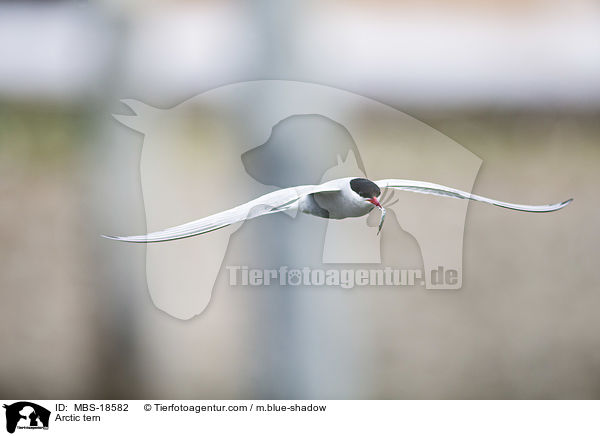 Kstenseeschwalbe / Arctic tern / MBS-18582
