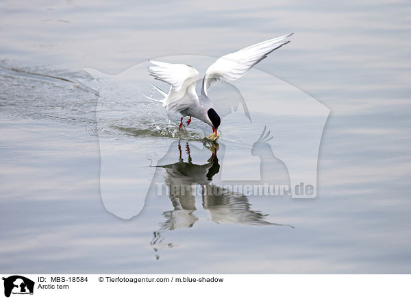 Arctic tern / MBS-18584