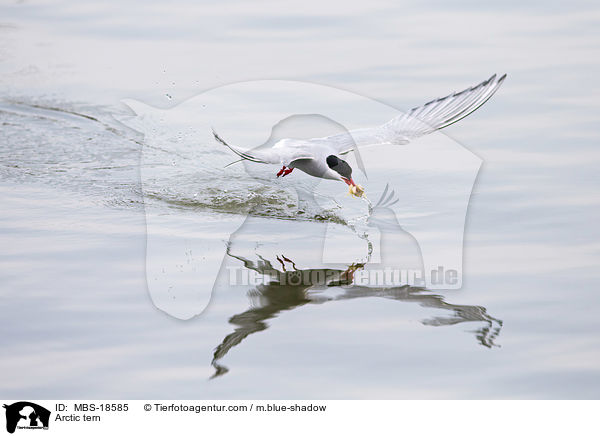 Kstenseeschwalbe / Arctic tern / MBS-18585