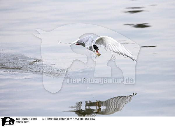 Kstenseeschwalbe / Arctic tern / MBS-18586