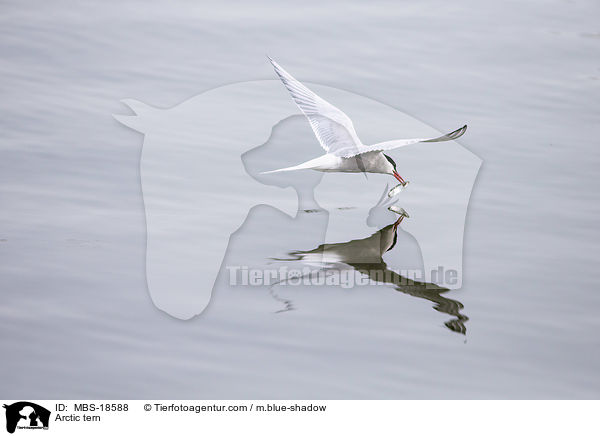 Kstenseeschwalbe / Arctic tern / MBS-18588