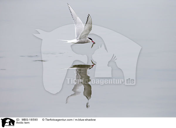 Kstenseeschwalbe / Arctic tern / MBS-18590