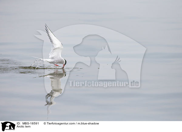 Kstenseeschwalbe / Arctic tern / MBS-18591