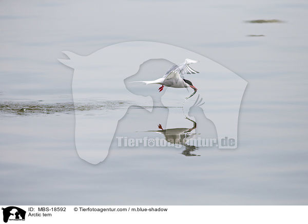 Kstenseeschwalbe / Arctic tern / MBS-18592