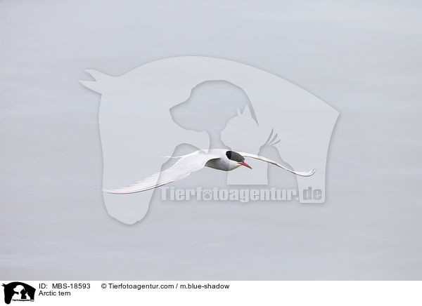 Kstenseeschwalbe / Arctic tern / MBS-18593