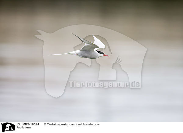 Kstenseeschwalbe / Arctic tern / MBS-18594